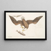 Aquila capite Albo L'Aigle à tête blanche Rozmiar głowy orła - Mark Catesby — oprawiony obraz na ścianie