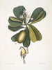 Tonnelle Jasmin floribus Les Sept Ans Pomme Parus Bahamensis Les Bahama Titmous - Mark Catesby — widok dzieła
