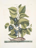Arbor Populi c Harengus c Le Pilchard - Mark Catesby — widok dzieła