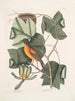 Arbor Tulipifera Le Tulipier Icterus L'Oiseau de Baltimore - Mark Catesby — widok dzieła