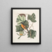 Arbor Tulipifera Le Tulipier Icterus L'Oiseau de Baltimore - Mark Catesby — oprawiony obraz na ścianie