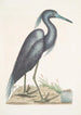 Ardea caerulea Le Héron bleu - Mark Catesby — widok dzieła