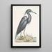 Ardea caerulea Le Héron bleu - Mark Catesby — oprawiony obraz na ścianie