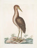 Ardea stellaris Le Butor brun - Mark Catesby — widok dzieła