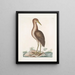 Ardea stellaris Le Butor brun - Mark Catesby — oprawiony obraz na ścianie