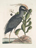 Ardea stellaris cristata Americana Le butor huppé Lobelia c - Mark Catesby — widok dzieła