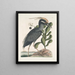 Ardea stellaris cristata Americana Le butor huppé Lobelia c - Mark Catesby — oprawiony obraz na ścianie