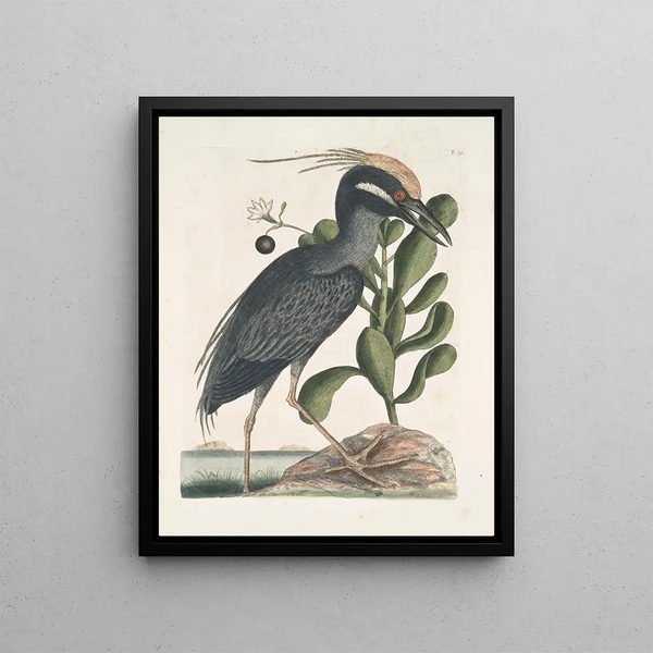 Mark Catesby - Ardea Stellaris cristata Americana The crested Bittern Lobelia c.webp