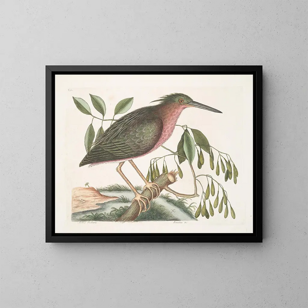 La petite butor étoilé - Mark Catesby — oprawiony obraz na ścianie
