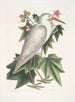 Ardea alba Mały biały héron Ketmia c - Mark Catesby — widok dzieła