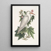 Ardea alba Mały biały héron Ketmia c - Mark Catesby — oprawiony obraz na ścianie