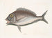 Le Porgy Aurata - Mark Catesby — widok dzieła
