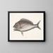 Le Porgy Aurata - Mark Catesby — oprawiony obraz na ścianie