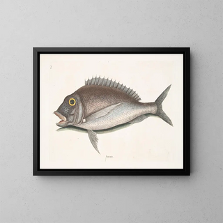 Mark Catesby - Aurata The Porgy.webp