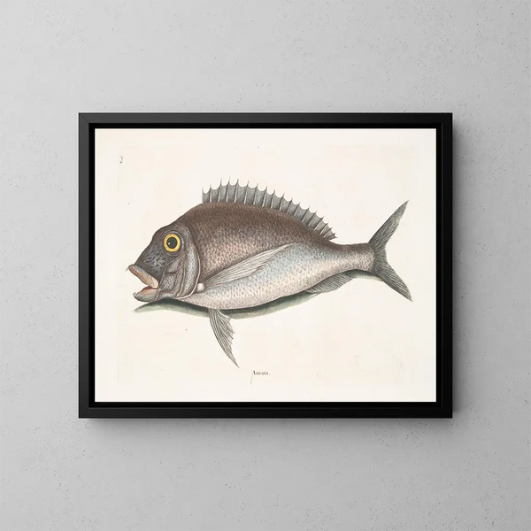 Le Porgy Aurata - Mark Catesby — oprawiony obraz na ścianie