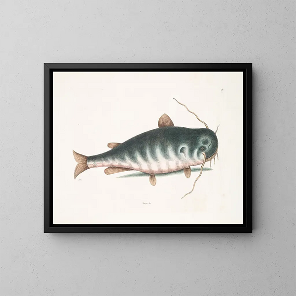 Le Poisson-chat - Mark Catesby — oprawiony obraz na ścianie