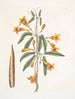 Bignonia Americana - Mark Catesby — widok dzieła