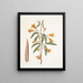 Bignonia Americana - Mark Catesby — oprawiony obraz na ścianie