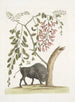 Bison d'Amérique Pseudo Acacia hispida à fleurs roses - Mark Catesby — widok dzieła