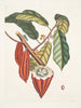 Cacao Arbor Le Cacao Tree - Mark Catesby — widok dzieła