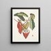 Cacao Arbor Le Cacao Tree - Mark Catesby — oprawiony obraz na ścianie