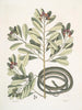 Calyculato c Winters Bark Slender Brown Snake La couleuvre ruban - Mark Catesby — widok dzieła
