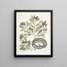 Calyculato c Winters Bark Slender Brown Snake La couleuvre ruban - Mark Catesby — oprawiony obraz na ścianie