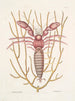 Cancellus maximus Le Bernard-l'ermite marin Lithophyton c - Mark Catesby — widok dzieła