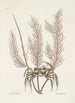 Cancer arenarius Le crabe de sable Lithophyton c - Mark Catesby — widok dzieła