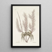 Cancer arenarius Le crabe de sable Lithophyton c - Mark Catesby — oprawiony obraz na ścianie