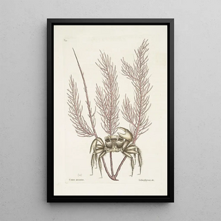Mark Catesby - Cancer arenarius The SandCrab Lithophyton c.webp