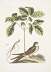 Caprimulgus minor Americanus L'engoulevent Aureliana Canadensis Le ginseng ou ninsin des Chinois - Mark Catesby — widok dzieła