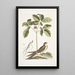 Caprimulgus minor Americanus L'engoulevent Aureliana Canadensis Le ginseng ou ninsin des Chinois - Mark Catesby — oprawiony obraz na ścianie