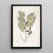 Carduelis Americanus Le chardonneret américain Acacia abruoe foliis c Acacia - Mark Catesby — oprawiony obraz na ścianie