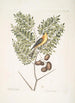 Carduelis Americanus Le chardonneret américain Acacia abruoe foliis c Acacia - Mark Catesby — widok dzieła