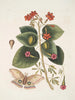 Caryophyllus spurius inodorus c Convolvulus minor Pentaphyllos c Phalna intens Wielki motyl - Mark Catesby — widok dzieła