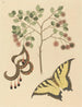Griffe de chat Mimosa circinalis - Mark Catesby — widok dzieła