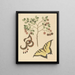 Griffe de chat Mimosa circinalis - Mark Catesby — oprawiony obraz na ścianie