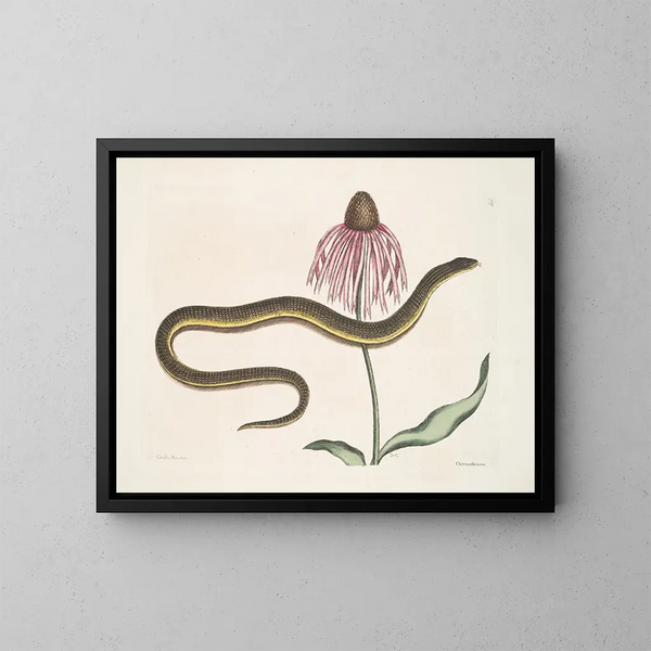 Cécilia Maculata, le serpent de verre, chryzantema - Mark Catesby — oprawiony obraz na ścianie