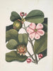 Cenchramidea Arbor saxis nascens c Druk artystyczny Balsam Tree - Mark Catesby — widok dzieła