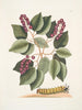 Cerasus c Pigeon Plum Eruca maxima hornuta La chenille à grandes cornes - Mark Catesby — widok dzieła