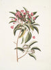 Chamdaphne foliis Tini - Mark Catesby — widok dzieła