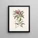 Chamdaphne foliis Tini - Mark Catesby — oprawiony obraz na ścianie