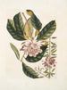 Rhododendron, chamdaphne sempervirens - Mark Catesby — widok dzieła