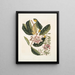 Rhododendron, chamdaphne sempervirens - Mark Catesby — oprawiony obraz na ścianie