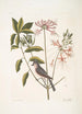 Cistus flore Periclymini Le chèvrefeuille dressé Parus cristatus La mésange huppée - Mark Catesby — widok dzieła
