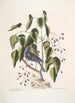Coccothraustes purpurea Le gros-bec pourpré Toxicodendron foliis alatis c Le bois poison - Mark Catesby — widok dzieła