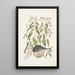 Cornus c An Phaseolus c Orbis lvis variegatus Le poisson-globe - Mark Catesby — oprawiony obraz na ścianie