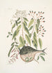 Cornus c An Phaseolus c Orbis lvis variegatus Le poisson-globe - Mark Catesby — widok dzieła