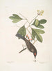Cornus mas Odorata Sassafras Muscicapa Corona rubra Le tyran - Mark Catesby — widok dzieła